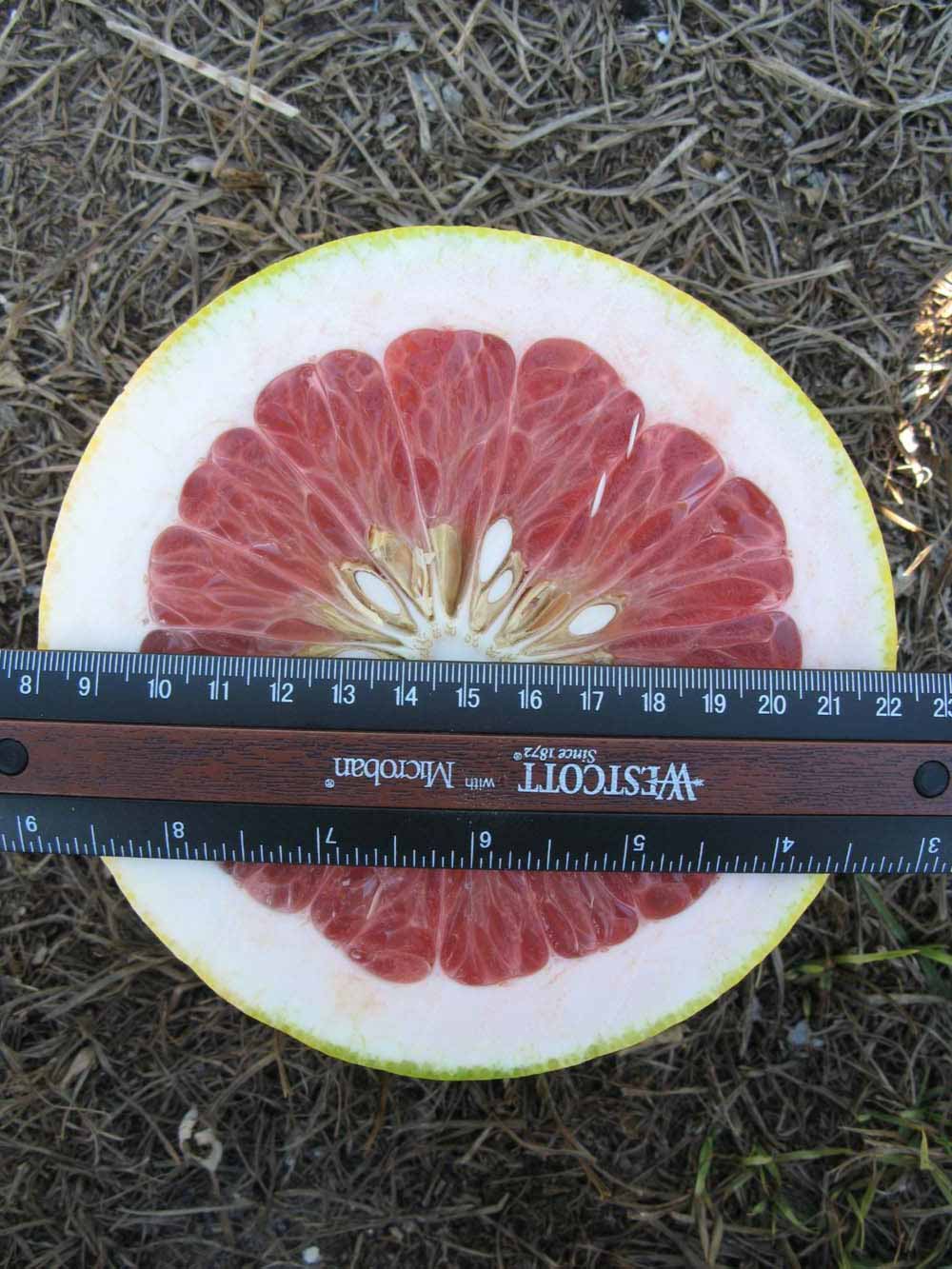            Fruit (Winter Haven, FL)   